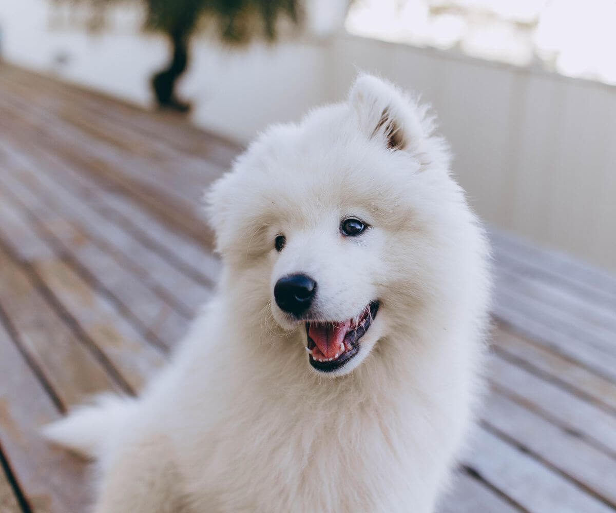 vet-near-me-longmeadow-ma-longmeadow-veterinary-clinic