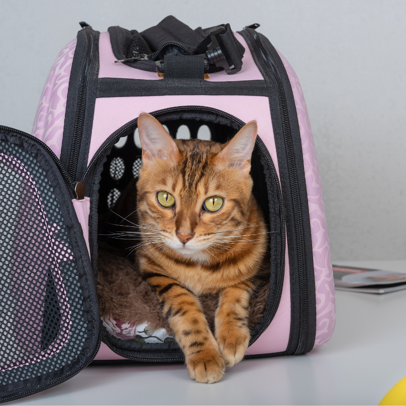 a cat sitting in a bag