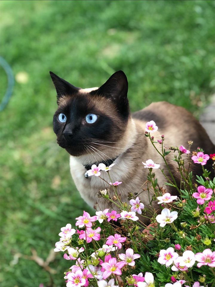a beautiful Siamese cat perched in a flower pot