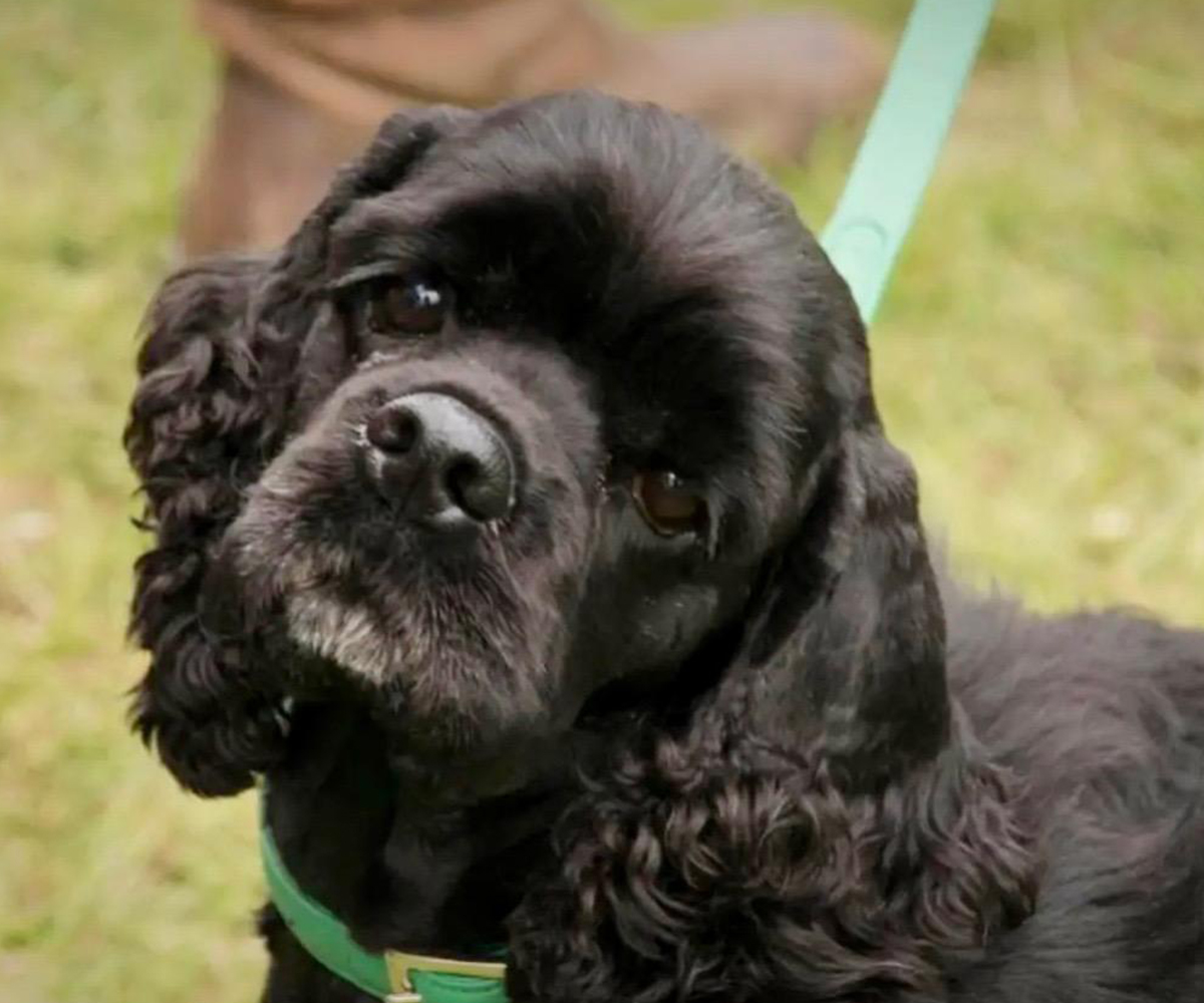 a black dog with a green collar being walked on a leash