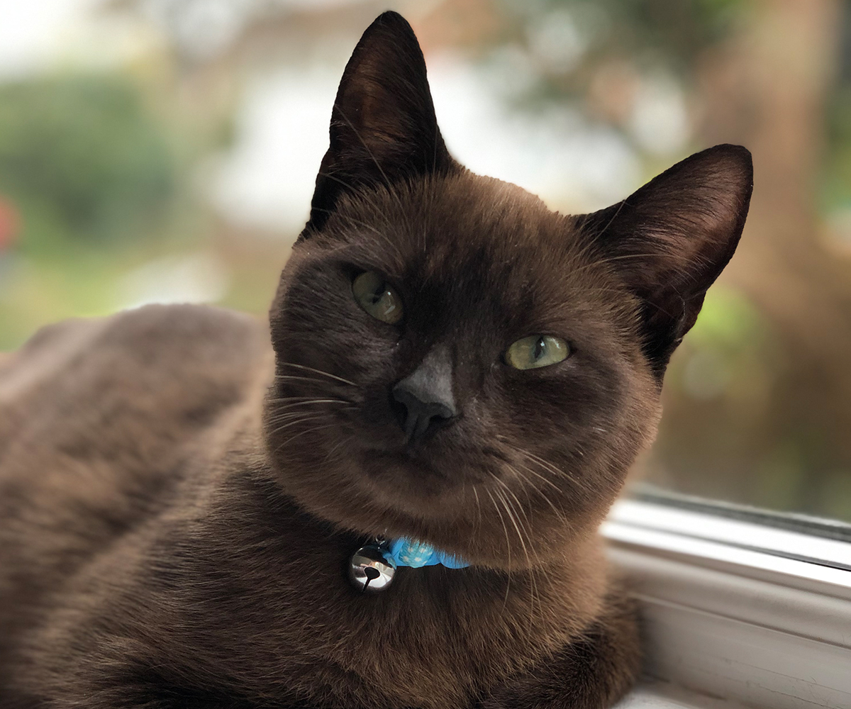 a brown cat peacefully resting on a window sill a brown cat peacefully resting on a window sill
