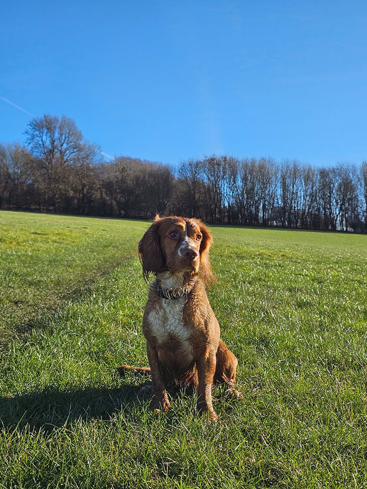 a brown dog sitting in a field