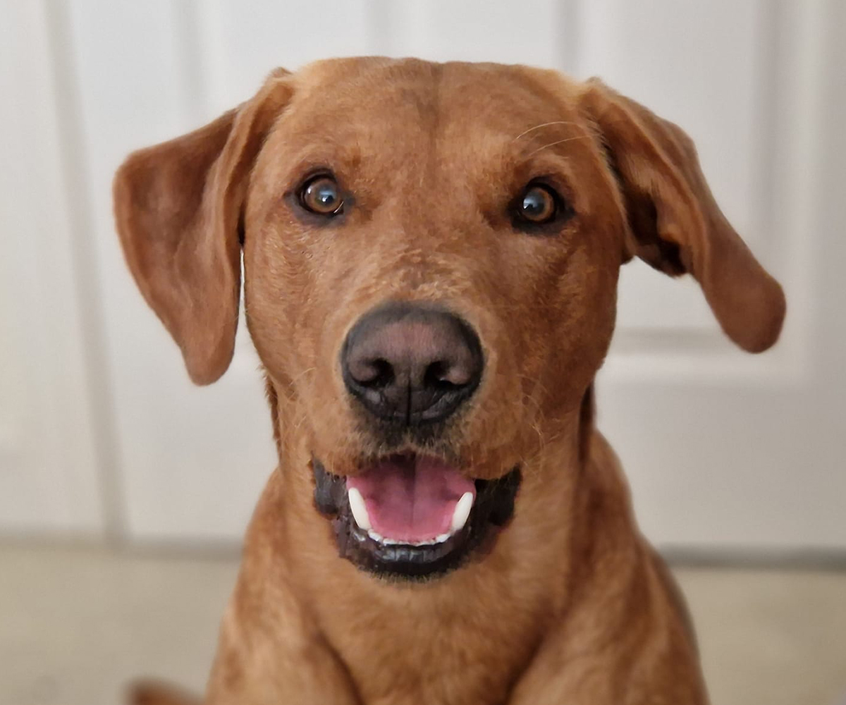 a brown dog with its tongue out and mouth open, looking happy and playful