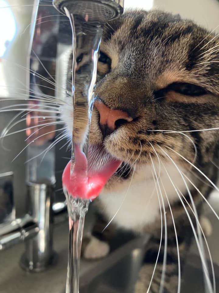a cat drinking water from a faucet