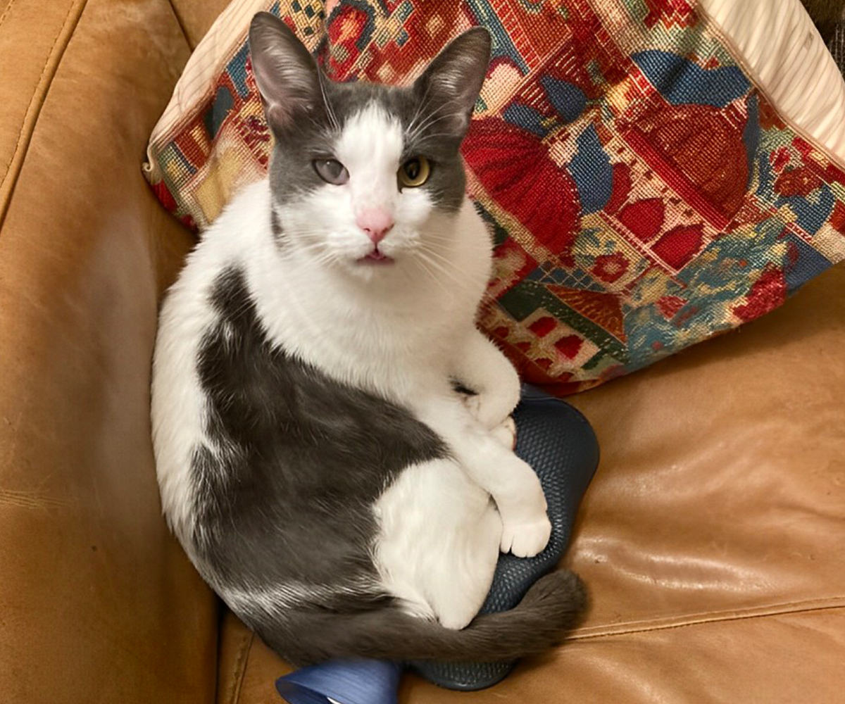 a cat lounging on a brown leather chair