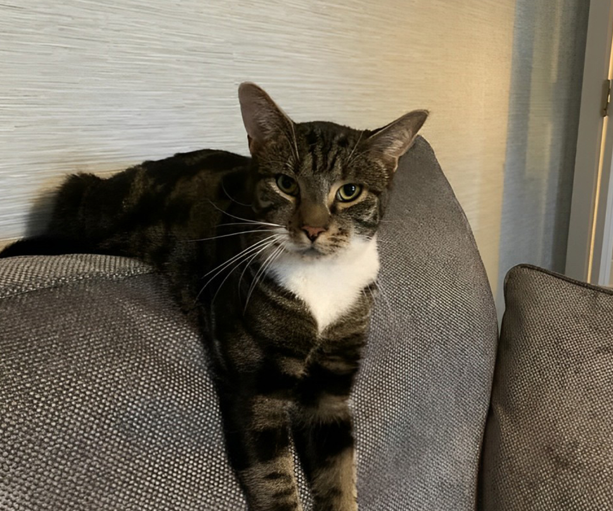 a cat perched on a couch a cat perched on a couch