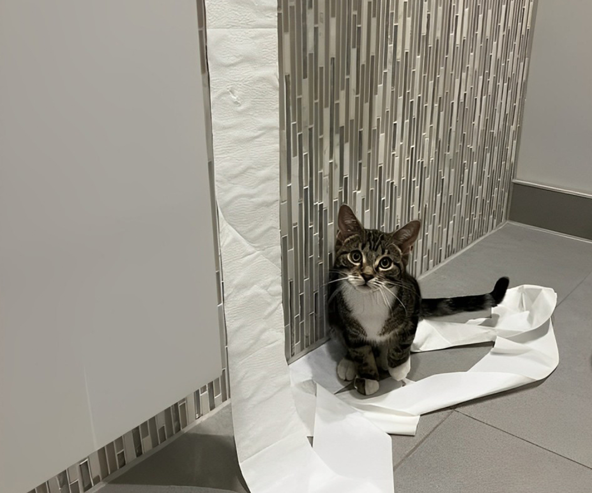 a cat sitting beside a roll of toilet paper on the floor a cat sitting beside a roll of toilet paper on the floor