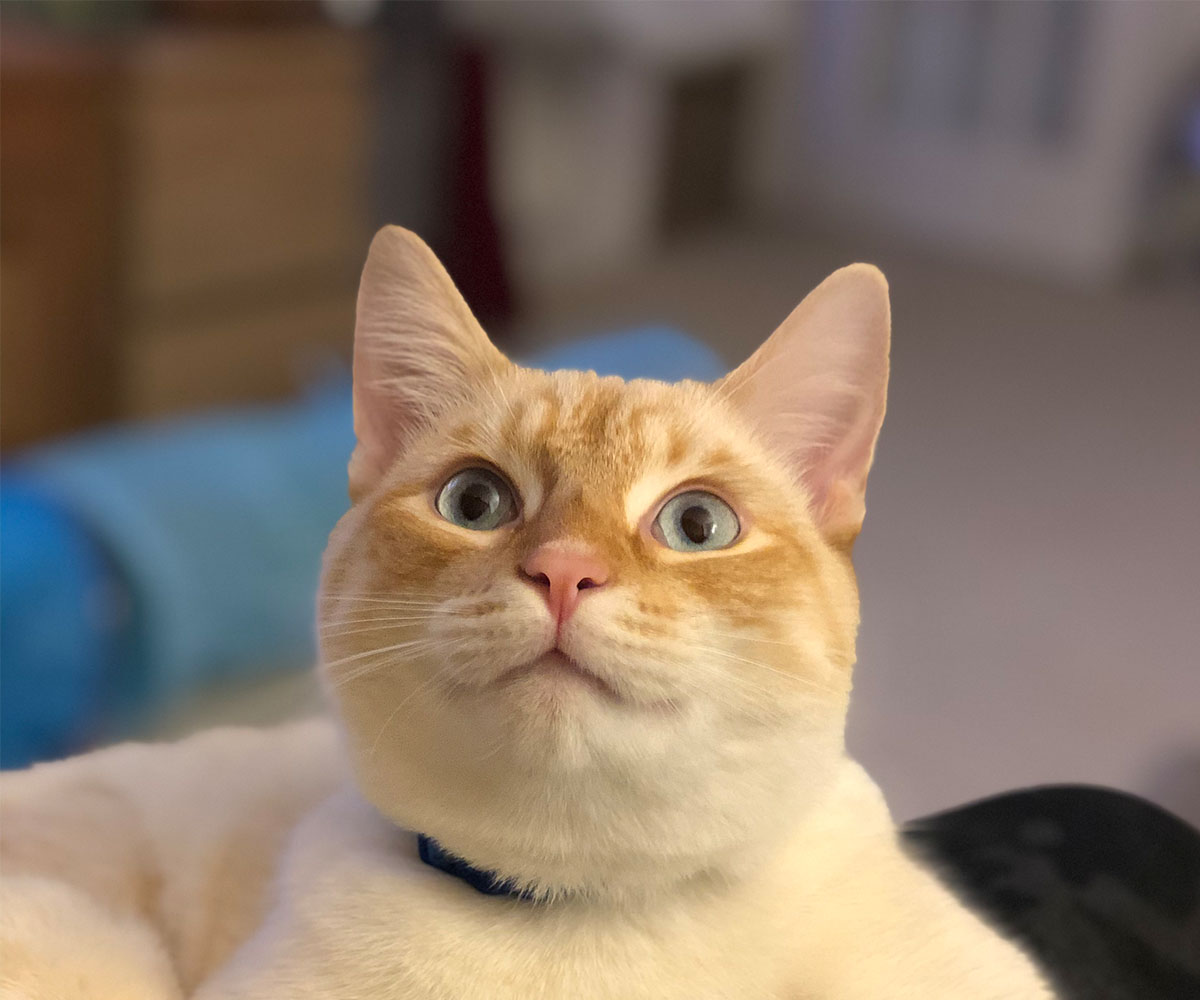 a cute feline lying on a sofa, gazing upwards a cute feline lying on a sofa, gazing upwards