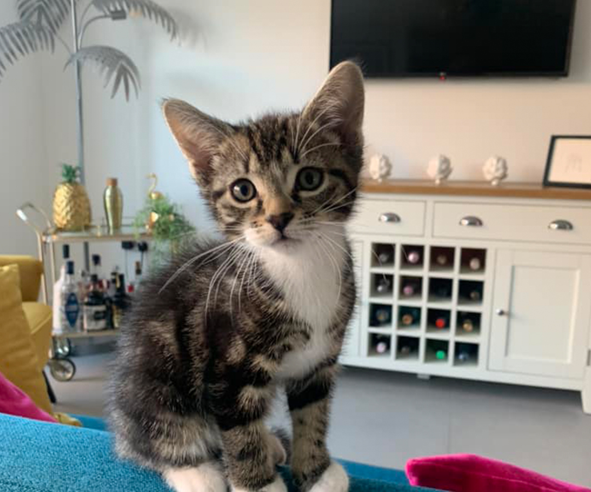 a cute kitten rests on a living room couch