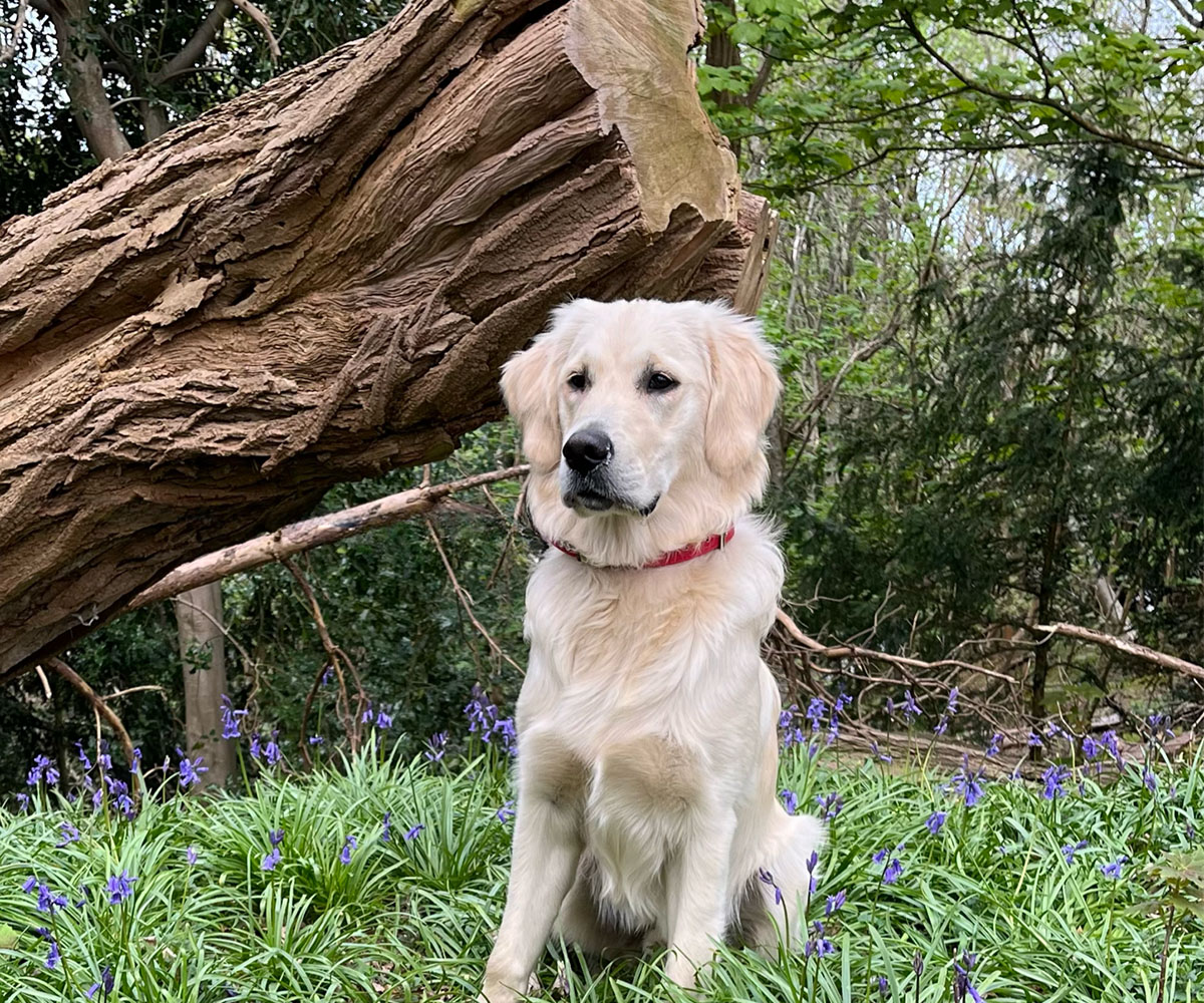 a dog sitting in front of a tree trunk in a serene outdoor setting a dog sitting in front of a tree trunk in a serene outdoor setting