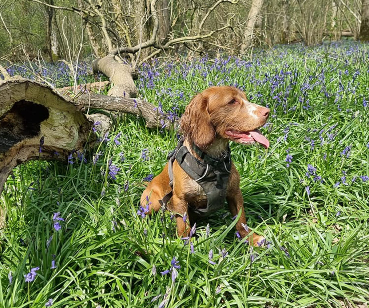 a dog sitting on a fallen tree in a field a dog sitting on a fallen tree in a field