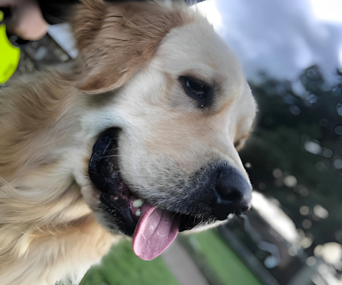 a golden retriever happily sticks out its tongue, showing its playful and friendly nature a golden retriever happily sticks out its tongue, showing its playful and friendly nature