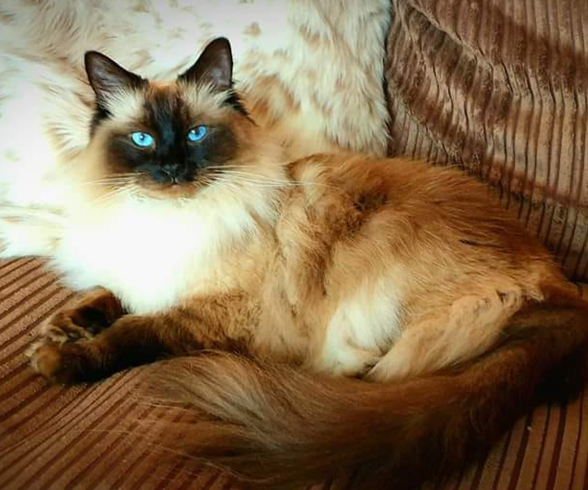 a long-haired cat with blue eyes sitting on a couch a long-haired cat with blue eyes sitting on a couch