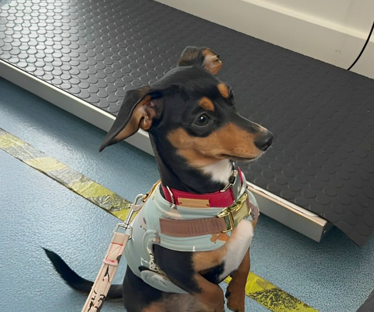 a small dog wearing a harness on a scale, being weighed for monitoring its health and weight