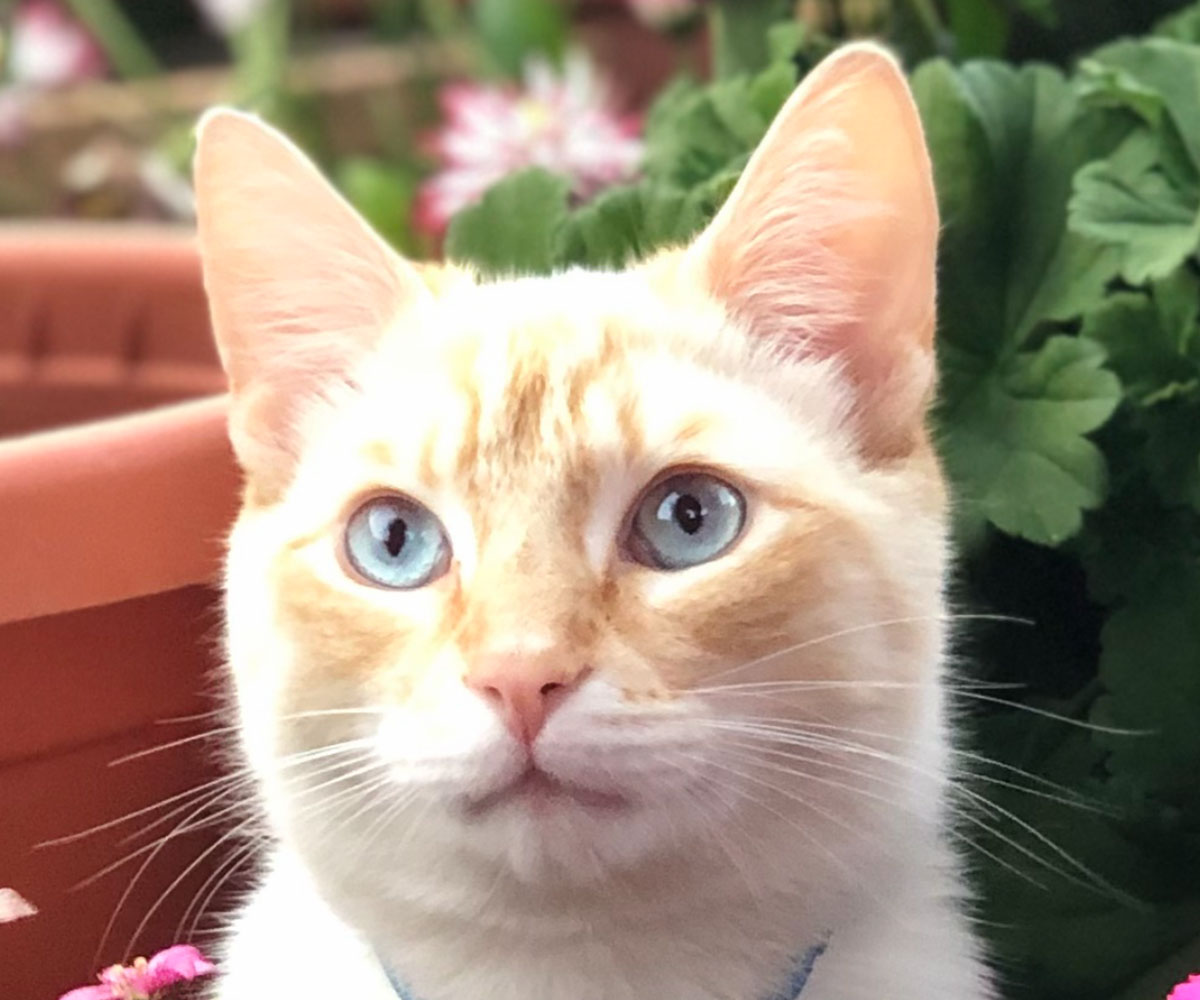 an orange and white cat with blue eyes sitting in a flower pot an orange and white cat with blue eyes sitting in a flower pot