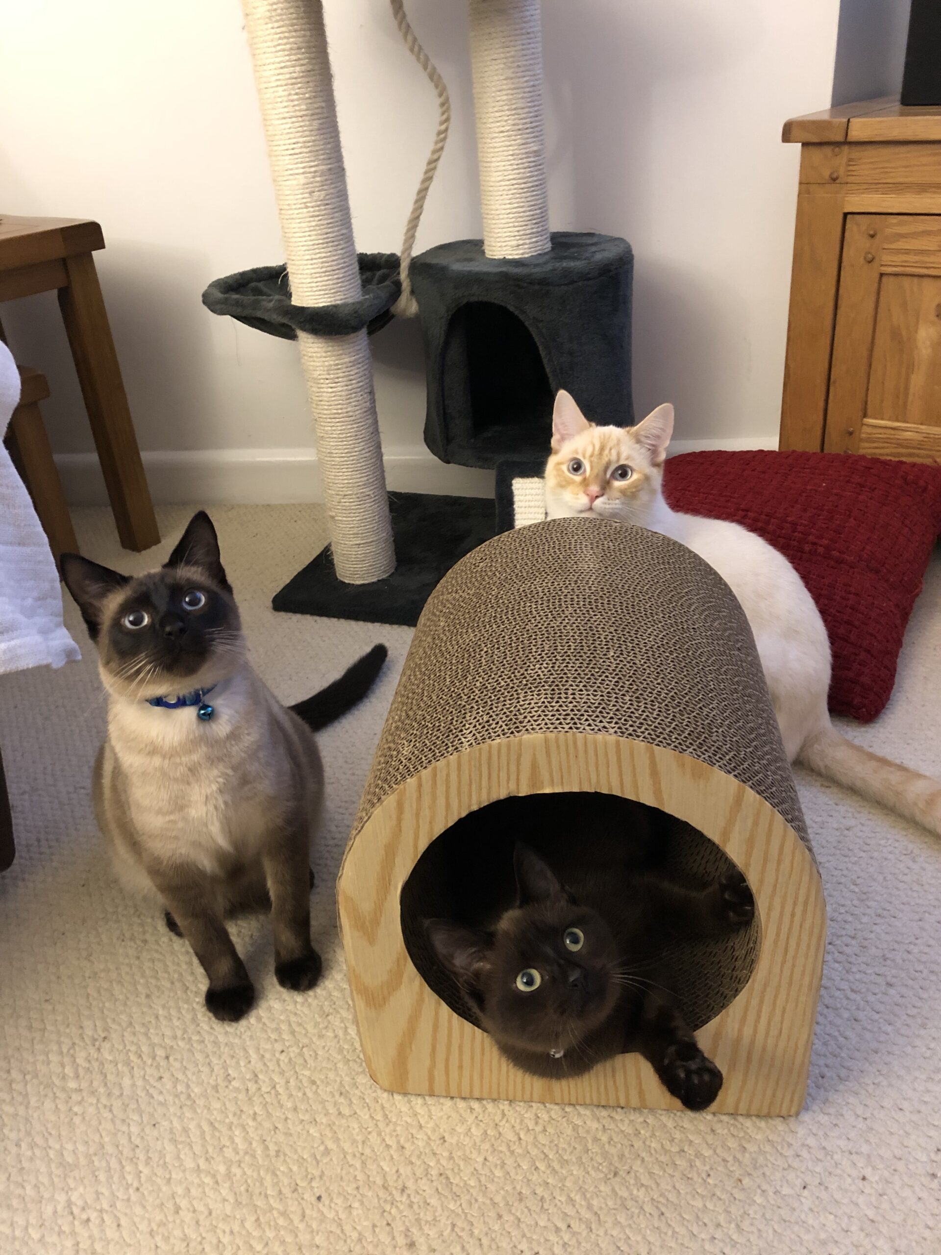 pair of cats relaxing in a small cat shelter pair of cats relaxing in a small cat shelter