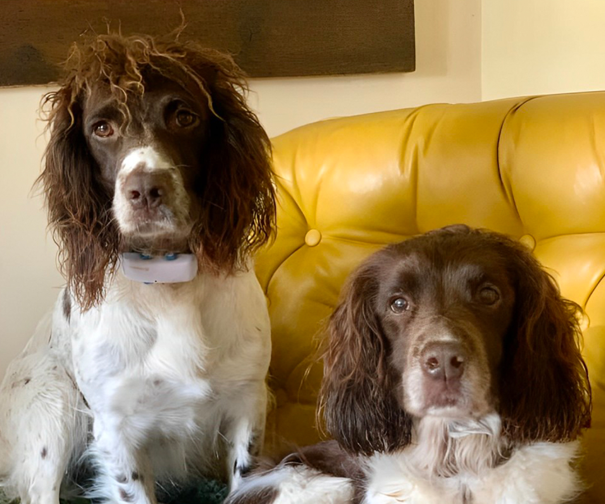 two dogs lounging on a yellow couch