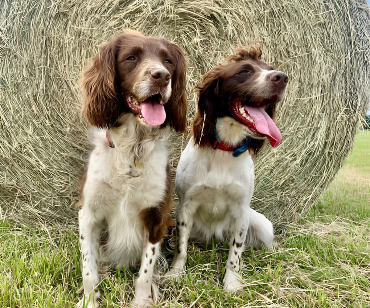 two dogs sitting in front of a large hay bale, enjoying the outdoors two dogs sitting in front of a large hay bale, enjoying the outdoors