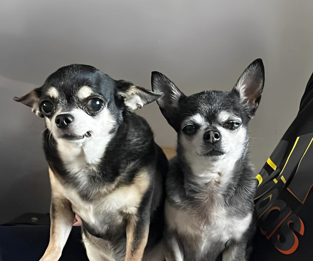 two small dogs sitting on a person lap two small dogs sitting on a person lap